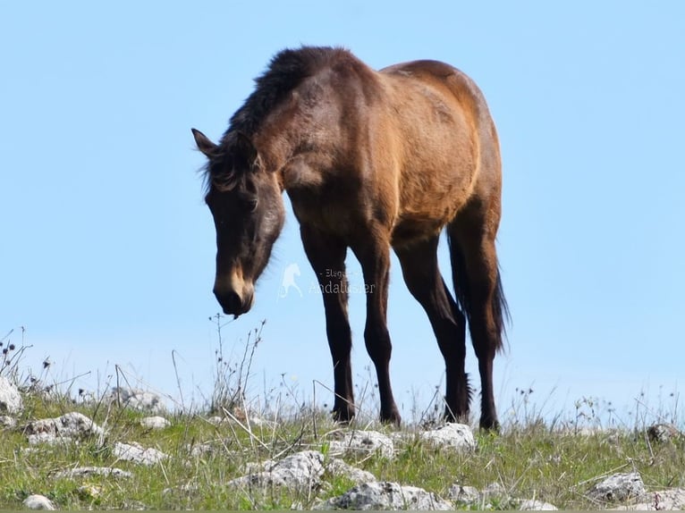 PRE Merrie 3 Jaar 154 cm Falbe in Provinz Granada