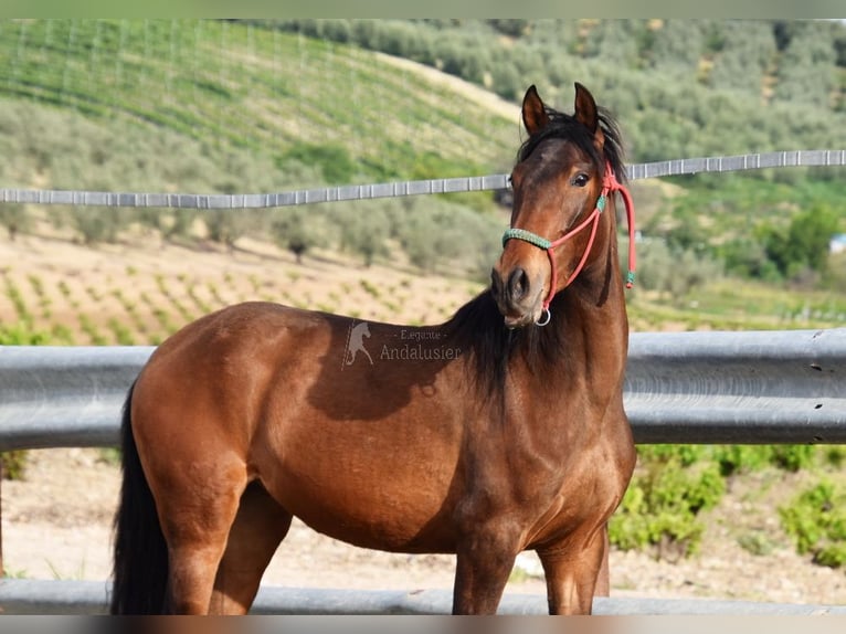 PRE Merrie 3 Jaar 155 cm Bruin in Provinz Cordoba