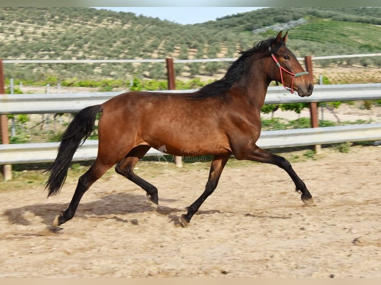 PRE Merrie 3 Jaar 155 cm Bruin in Provinz Cordoba