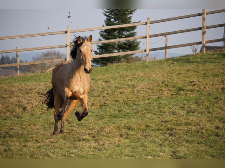 PRE Mix Merrie 3 Jaar 155 cm Buckskin in Hümmel