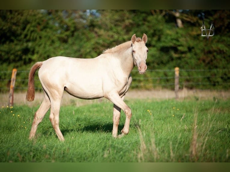 PRE Mix Merrie 3 Jaar 155 cm Champagne in La Vespière-Friardel