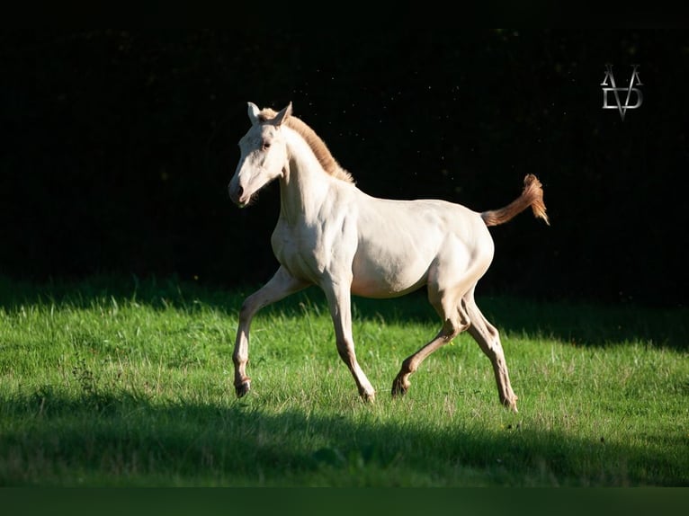 PRE Mix Merrie 3 Jaar 155 cm Champagne in La Vespière-Friardel