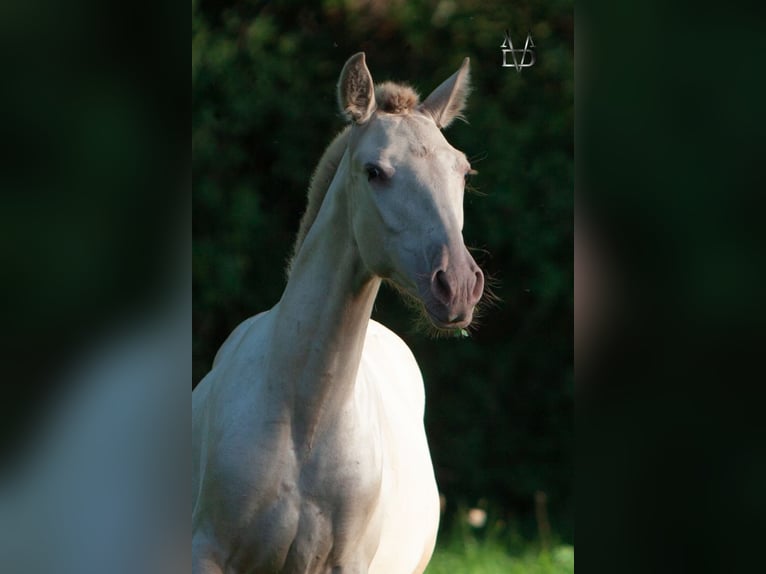 PRE Mix Merrie 3 Jaar 155 cm Champagne in La Vespière-Friardel