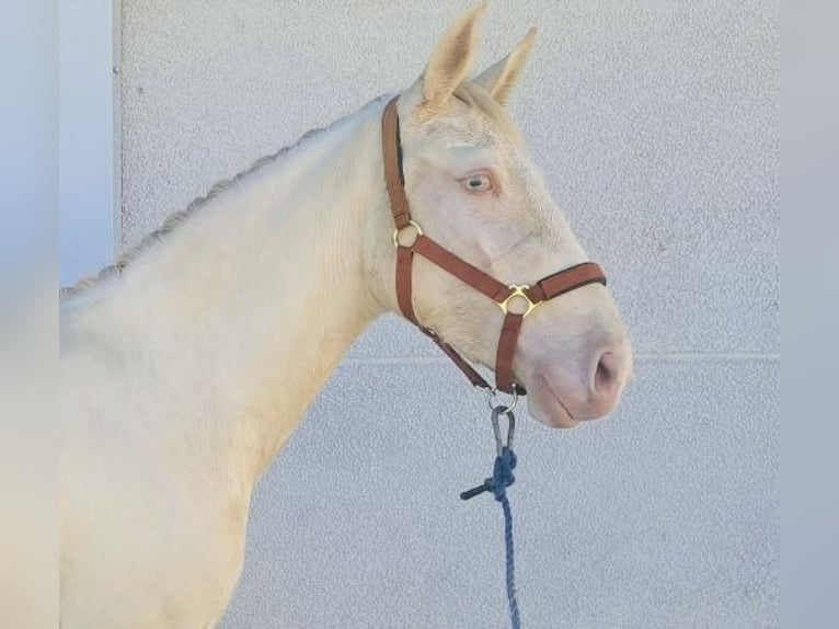 PRE Mix Merrie 3 Jaar 155 cm Cremello in Tours