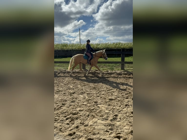 PRE Mix Merrie 3 Jaar 155 cm Palomino in Daleiden