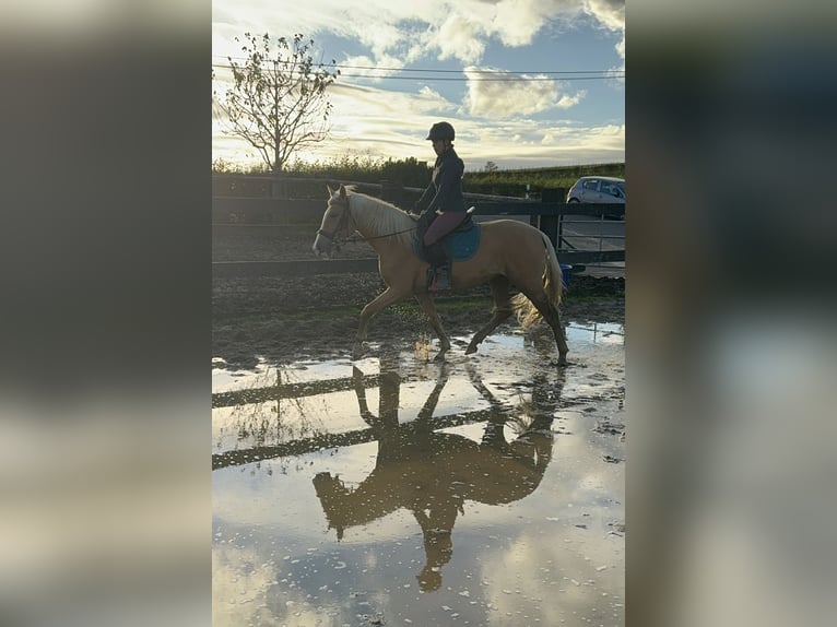 PRE Mix Merrie 3 Jaar 155 cm Palomino in Daleiden