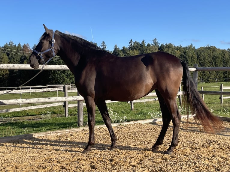 PRE Merrie 3 Jaar 155 cm Zwart in Grabenstätt