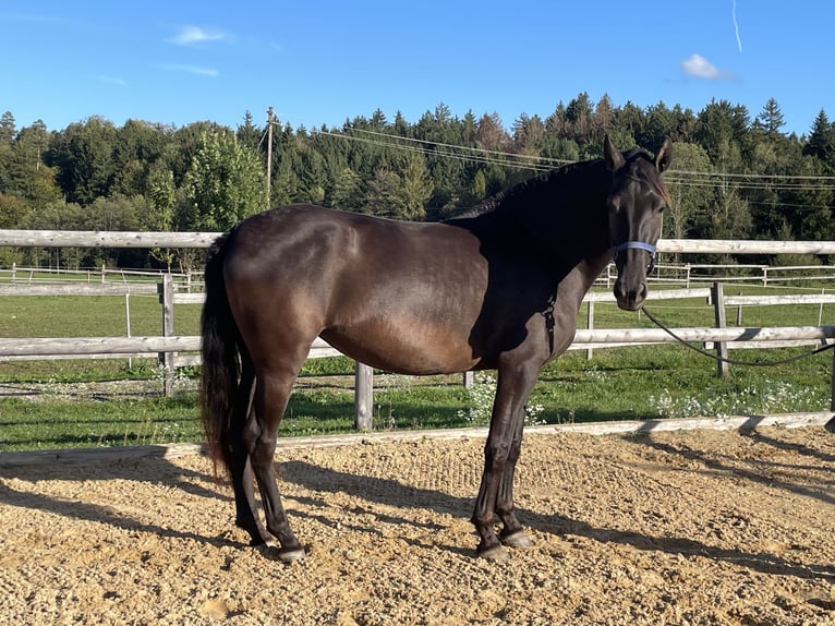 PRE Merrie 3 Jaar 155 cm Zwart in Grabenstätt