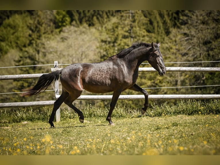 PRE Mix Merrie 3 Jaar 155 cm Zwart in Grabenstätt