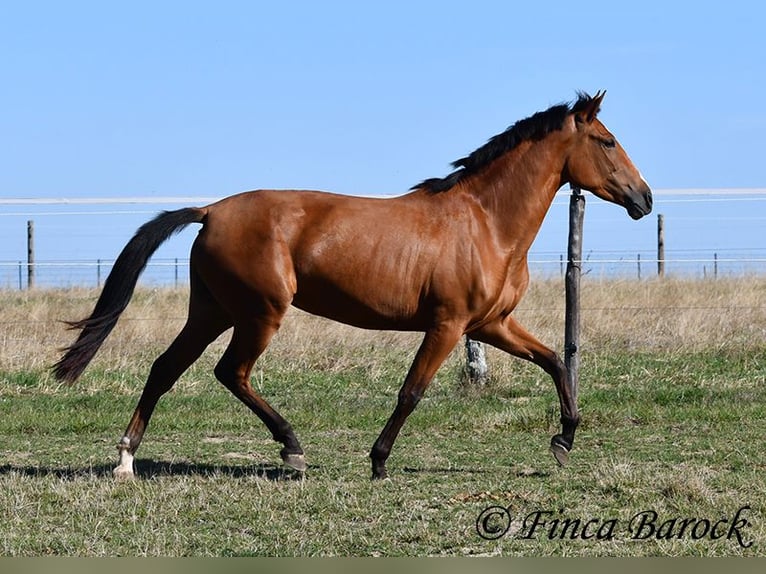 PRE Mix Merrie 3 Jaar 156 cm Bruin in Wiebelsheim