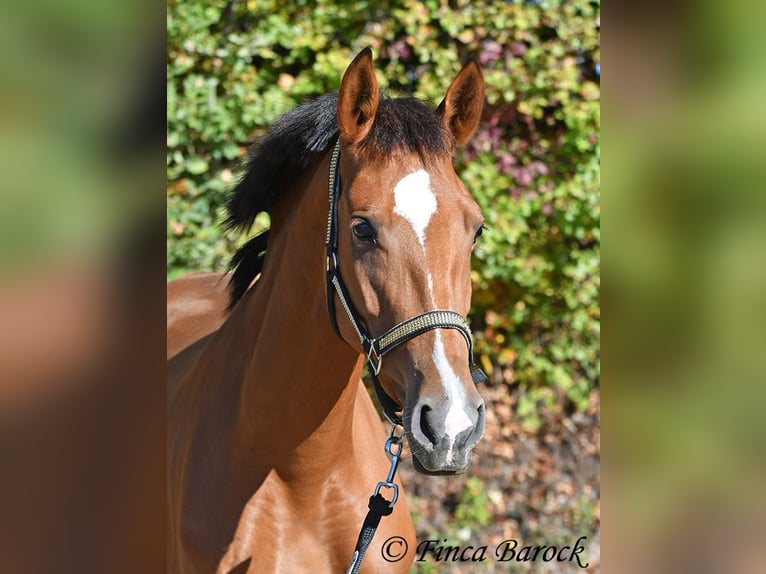 PRE Mix Merrie 3 Jaar 156 cm Bruin in Wiebelsheim