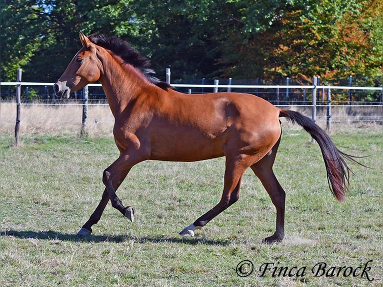 PRE Mix Merrie 3 Jaar 156 cm Bruin in Wiebelsheim