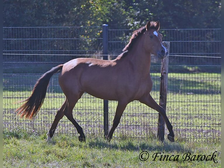 PRE Mix Merrie 3 Jaar 156 cm Bruin in Wiebelsheim