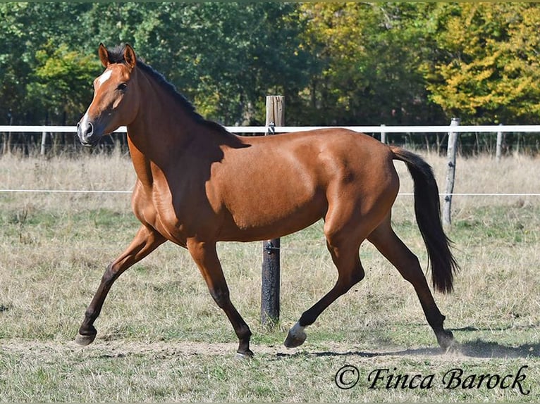 PRE Mix Merrie 3 Jaar 156 cm Bruin in Wiebelsheim