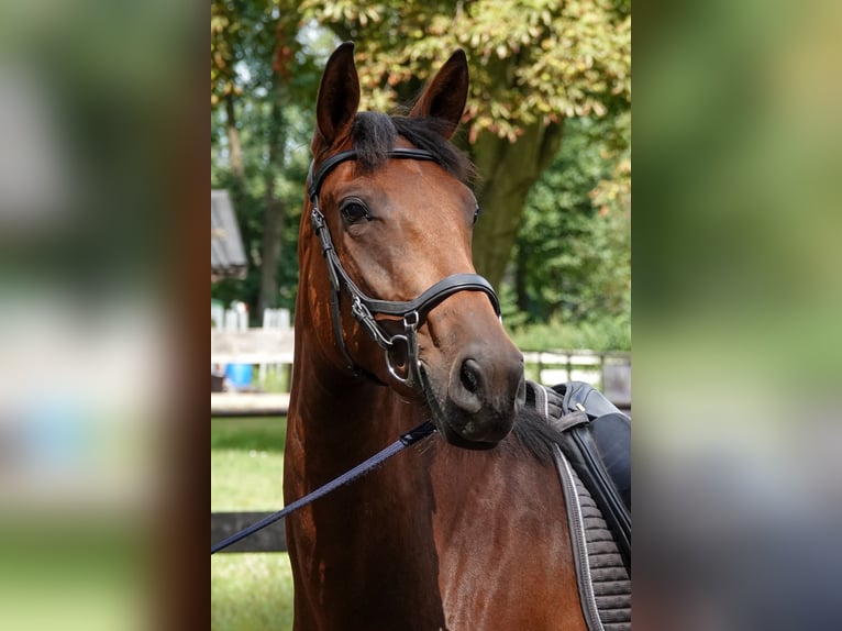 PRE Mix Merrie 3 Jaar 156 cm Bruin in Oisterwijk