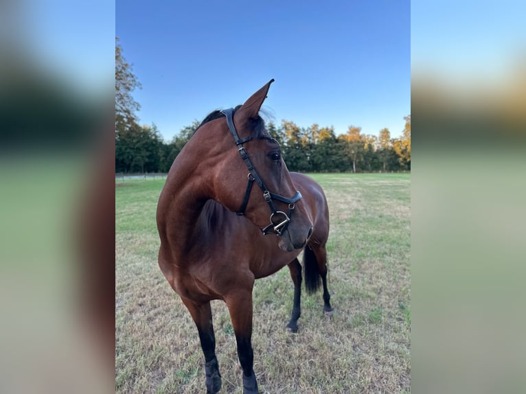 PRE Merrie 3 Jaar 156 cm Bruin in Oisterwijk