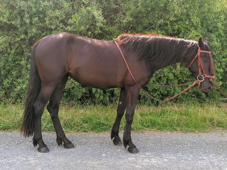 PRE Merrie 3 Jaar 156 cm Donkerbruin in Stammbach