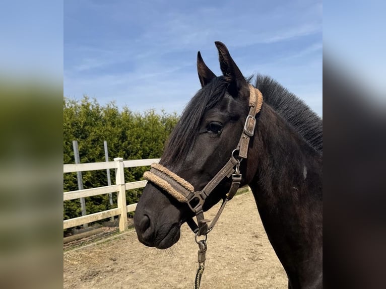 PRE Merrie 3 Jaar 156 cm Zwart in Menden