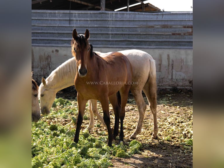 PRE Merrie 3 Jaar 157 cm Bruin in Valencia