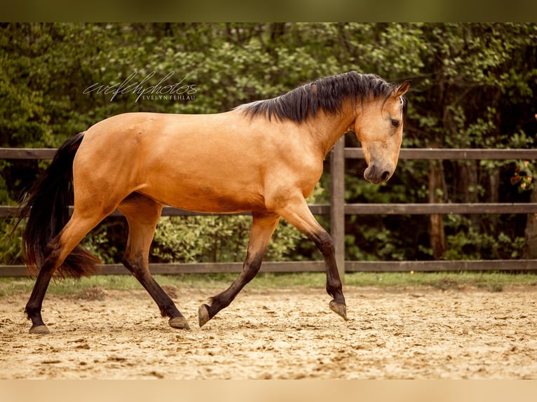 PRE Mix Merrie 3 Jaar 157 cm Buckskin in Hümmel