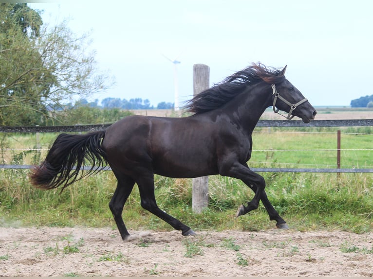 PRE Merrie 3 Jaar 157 cm Zwart in Wremen