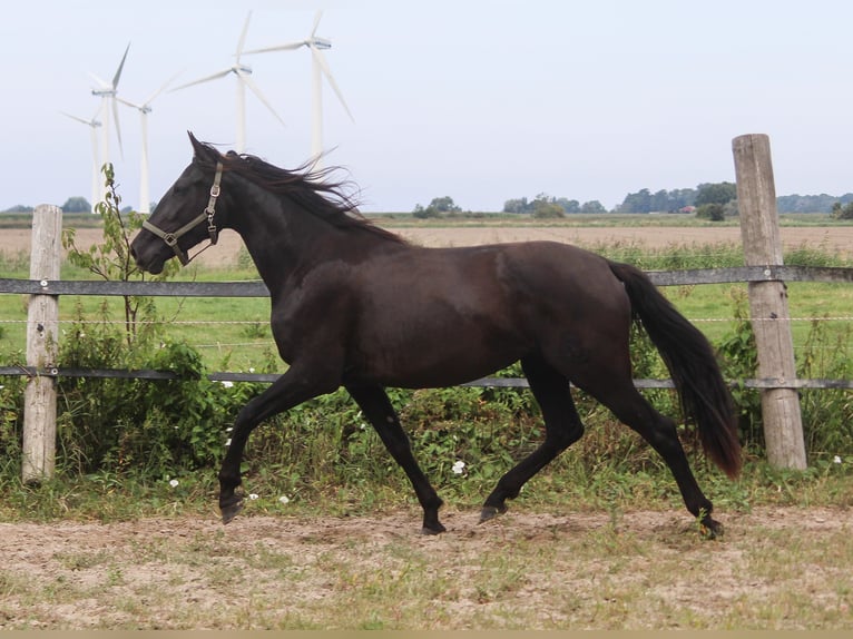 PRE Merrie 3 Jaar 157 cm Zwart in Wremen