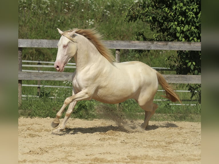 PRE Merrie 3 Jaar 158 cm Perlino in Waldshut-Tiengen