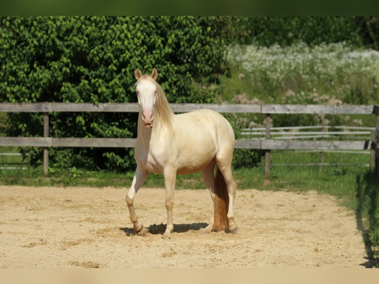 PRE Merrie 3 Jaar 158 cm Perlino in Waldshut-Tiengen