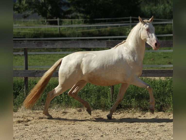 PRE Merrie 3 Jaar 158 cm Perlino in Waldshut-Tiengen