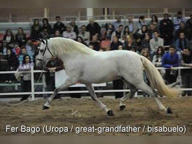 PRE Merrie 3 Jaar 158 cm Schimmel in Provinz Malaga