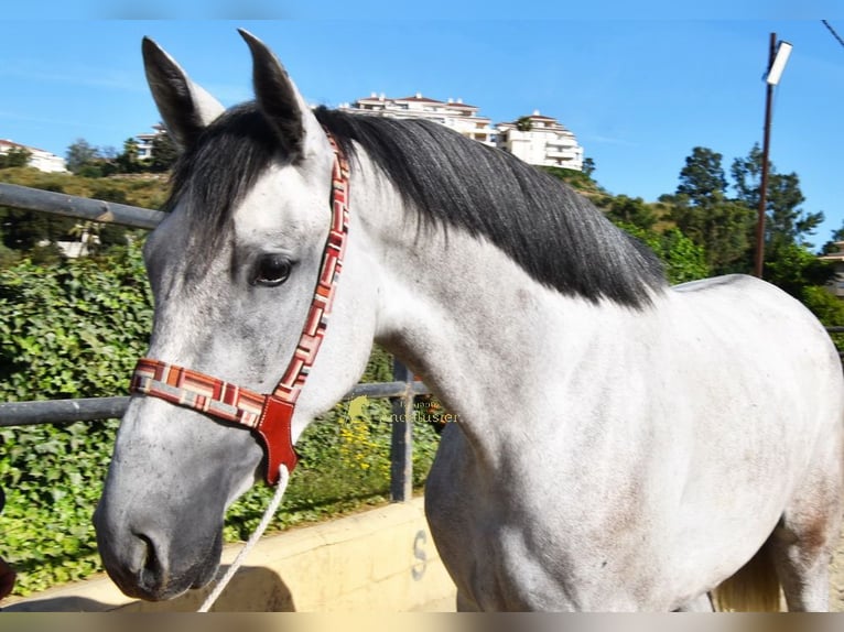 PRE Merrie 3 Jaar 158 cm Schimmel in Provinz Malaga