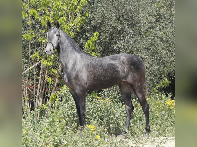 PRE Mix Merrie 3 Jaar 158 cm Schimmel in Alcantarilla