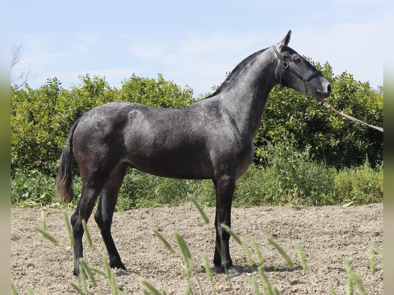 PRE Mix Merrie 3 Jaar 158 cm Schimmel in Alcantarilla