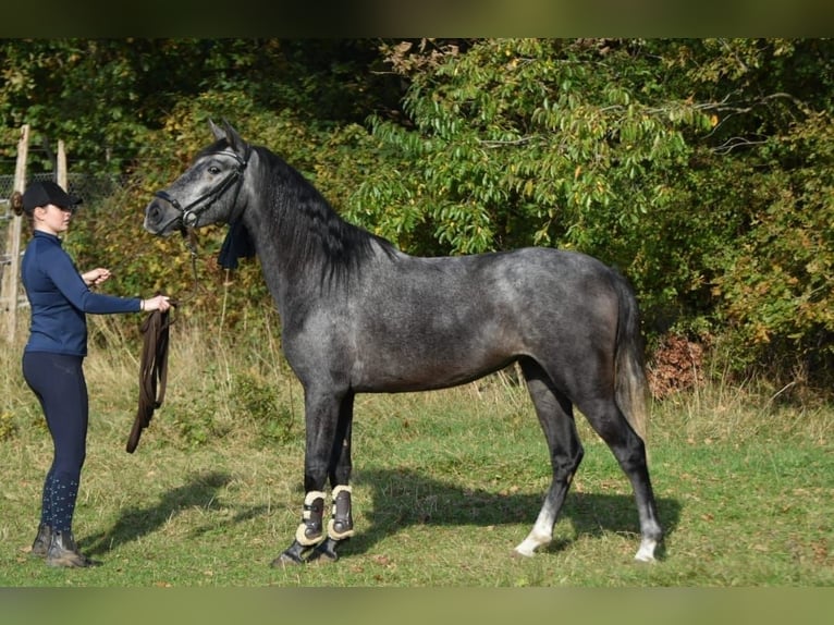 PRE Merrie 3 Jaar 159 cm Blauwschimmel in Bussum