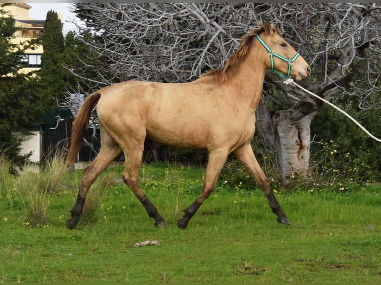 PRE Mix Merrie 3 Jaar 159 cm Pearl in Provinz Cordoba