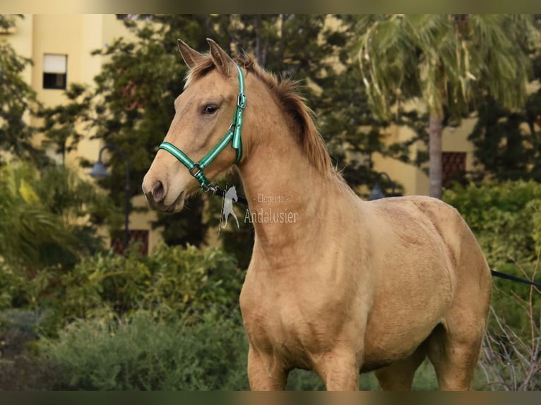 PRE Mix Merrie 3 Jaar 159 cm Pearl in Provinz Cordoba