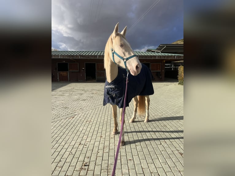 PRE Mix Merrie 3 Jaar 159 cm Perlino in Arganda Del Rey