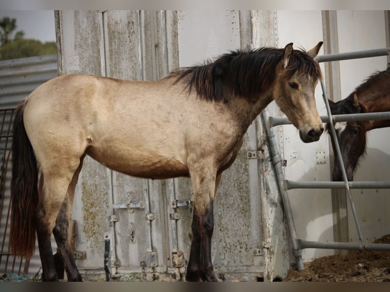 PRE Mix Merrie 3 Jaar 160 cm Buckskin in Valencia