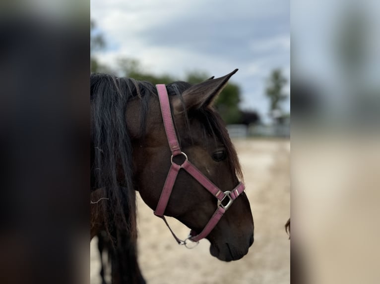 PRE Merrie 3 Jaar 160 cm Donkerbruin in Stahnsdorf