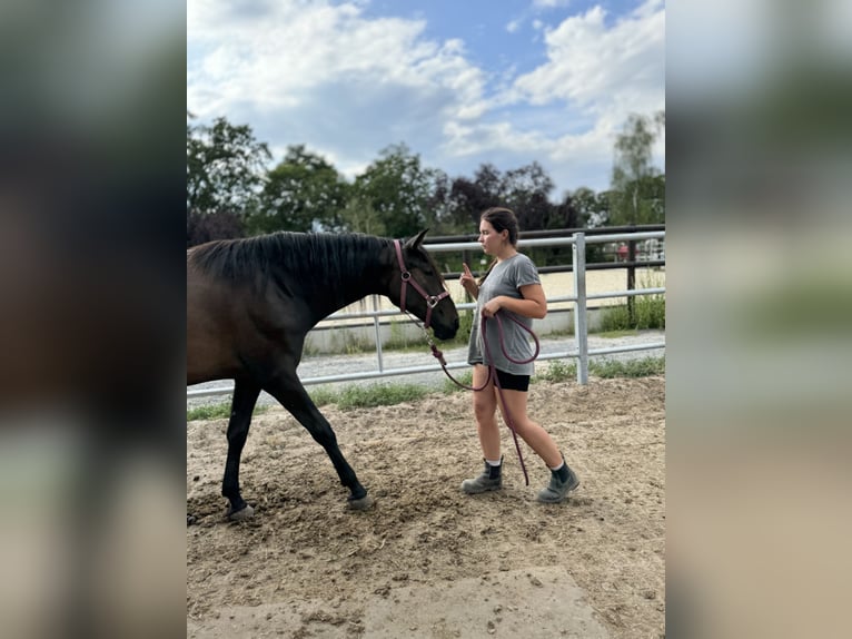 PRE Merrie 3 Jaar 160 cm Donkerbruin in Stahnsdorf