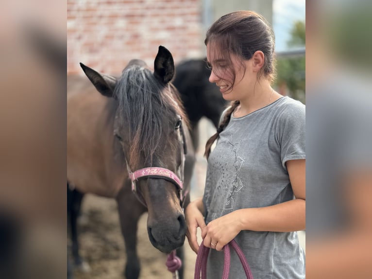 PRE Merrie 3 Jaar 160 cm Donkerbruin in Stahnsdorf