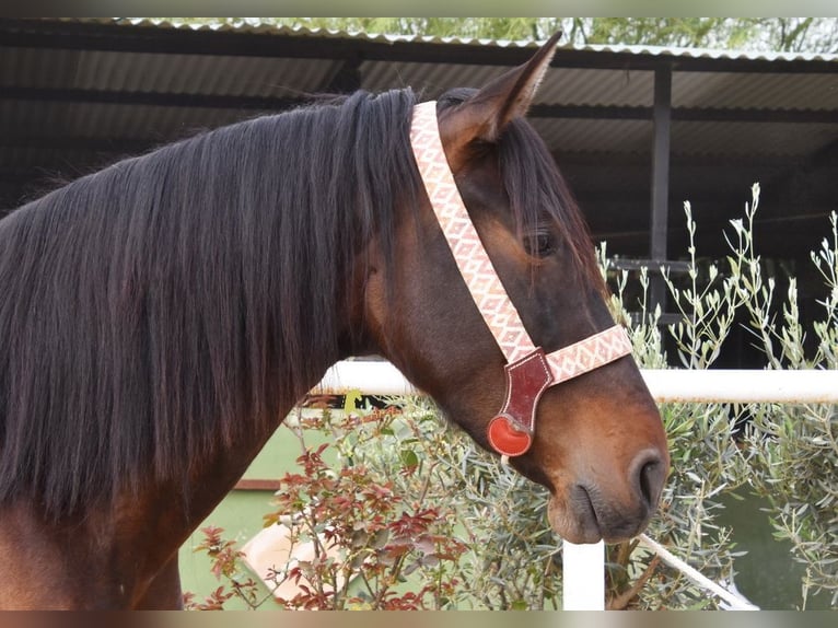 PRE Merrie 3 Jaar 160 cm Donkerbruin in Provinz Malaga