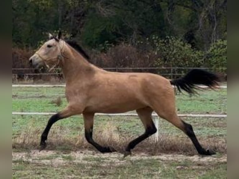 PRE Mix Merrie 3 Jaar 160 cm Roodbruin in Madrid