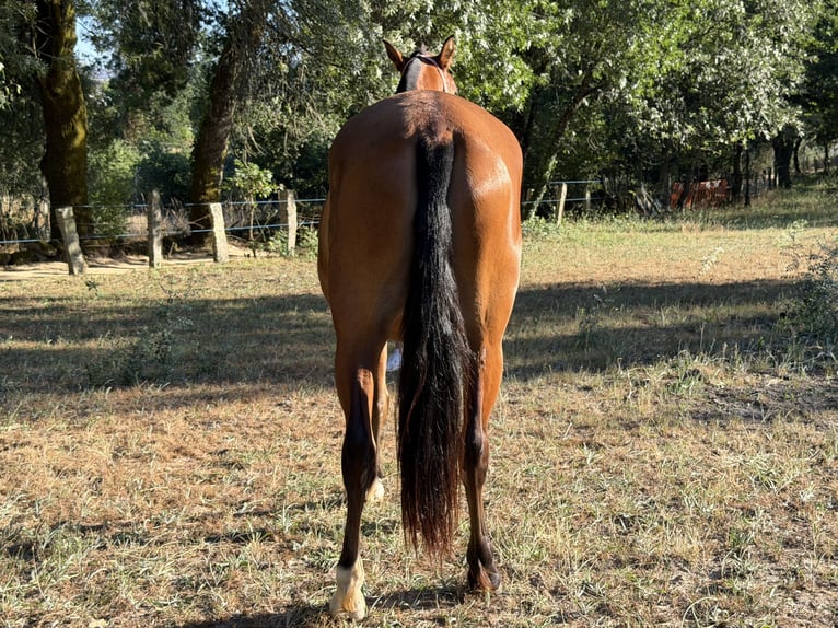 PRE Merrie 3 Jaar 160 cm Roodbruin in Ourense
