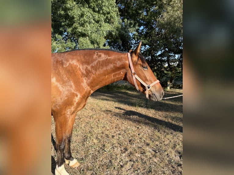 PRE Merrie 3 Jaar 160 cm Roodbruin in Ourense