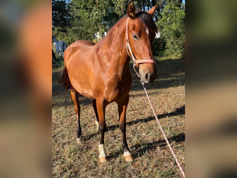 PRE Merrie 3 Jaar 160 cm Roodbruin in Ourense