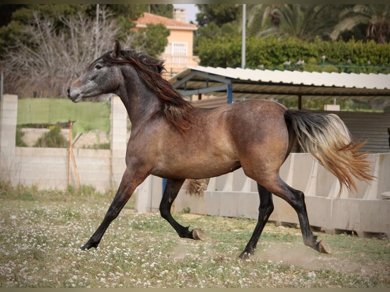 PRE Mix Merrie 3 Jaar 160 cm Schimmel in Valencia