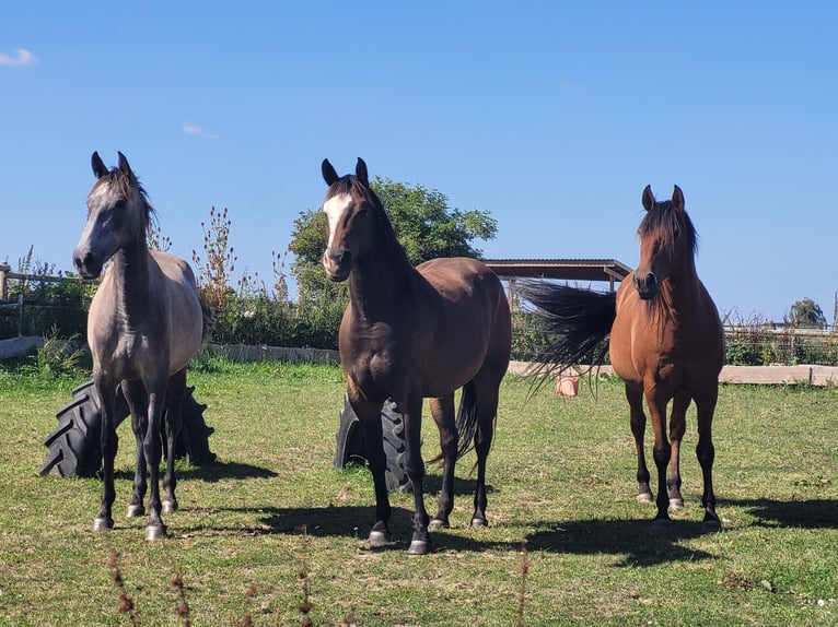 PRE Mix Merrie 3 Jaar 160 cm Schimmel in Hohen Pritz