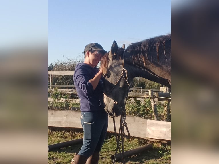 PRE Mix Merrie 3 Jaar 160 cm Schimmel in Hohen Pritz
