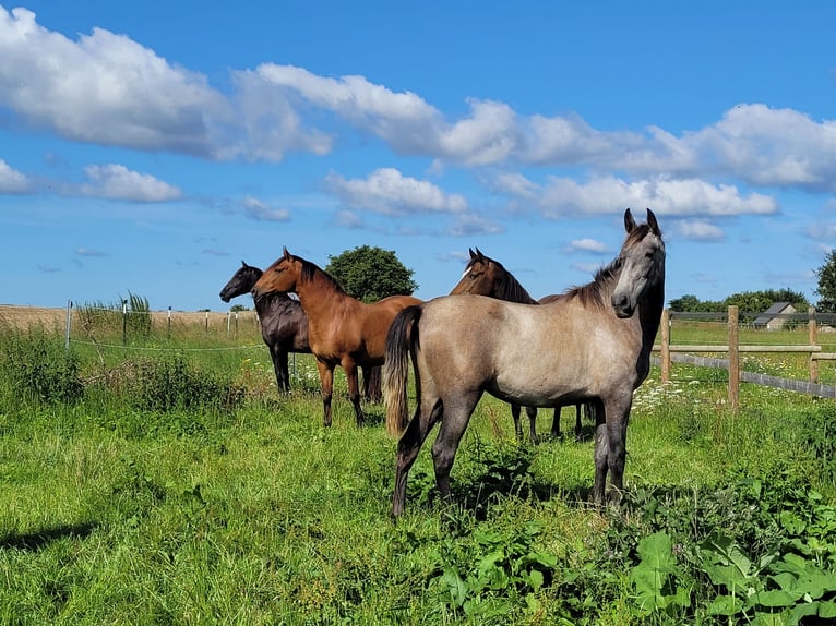 PRE Mix Merrie 3 Jaar 160 cm Schimmel in Hohen Pritz